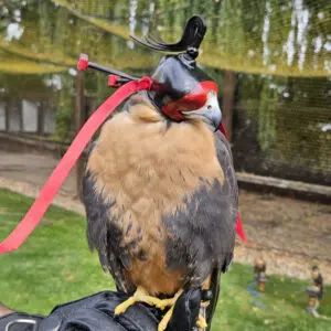 2 piece falconry hood