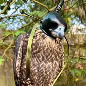falcon hood dutch hood