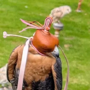 anglo indian falconry hood