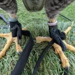 leather falconry jesses and anklets