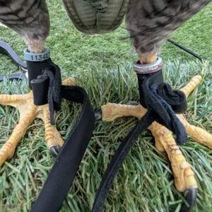 leather falconry jesses and anklets